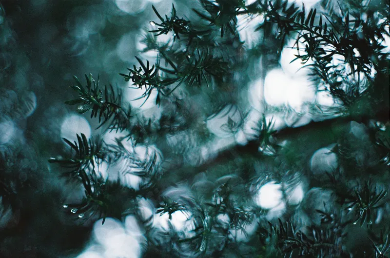 juniper